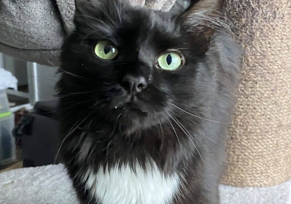 Angel – der nach England wollte