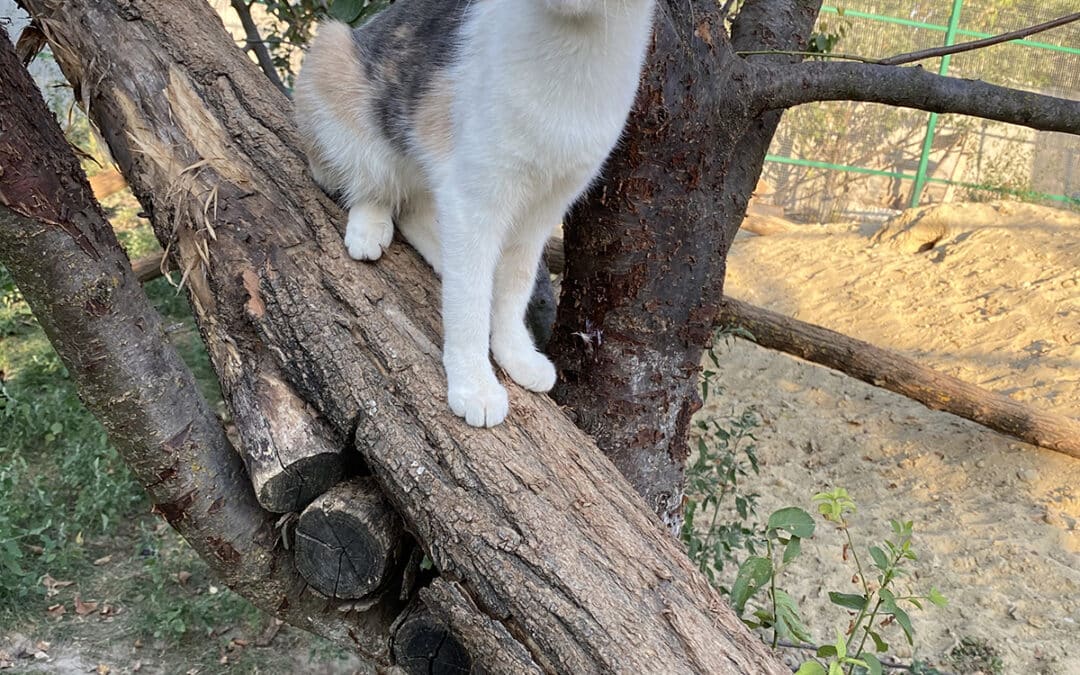 Baby – tauchte an der neuen Halle auf