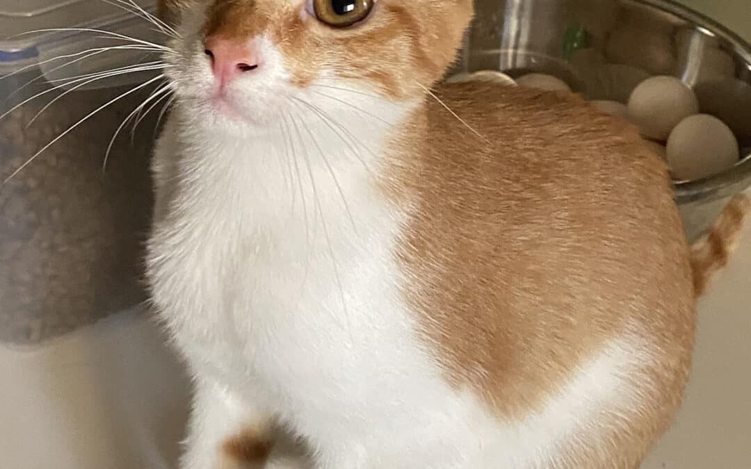 Bella – aus dem alten Dorf