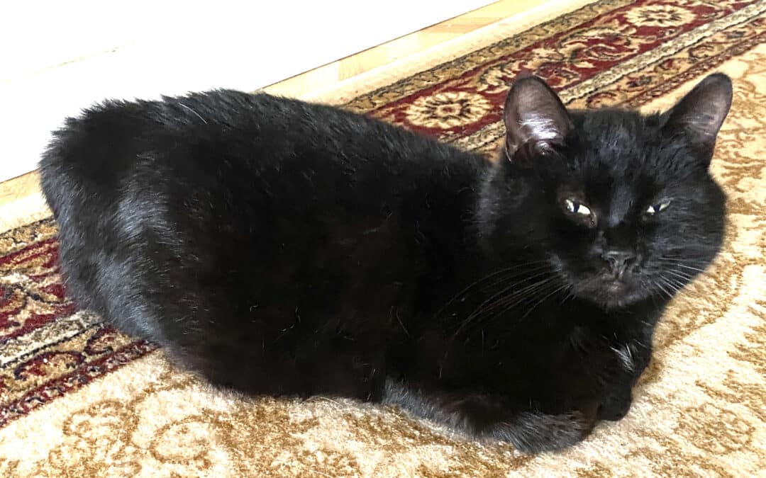 Blessi – mitten in der Stadt