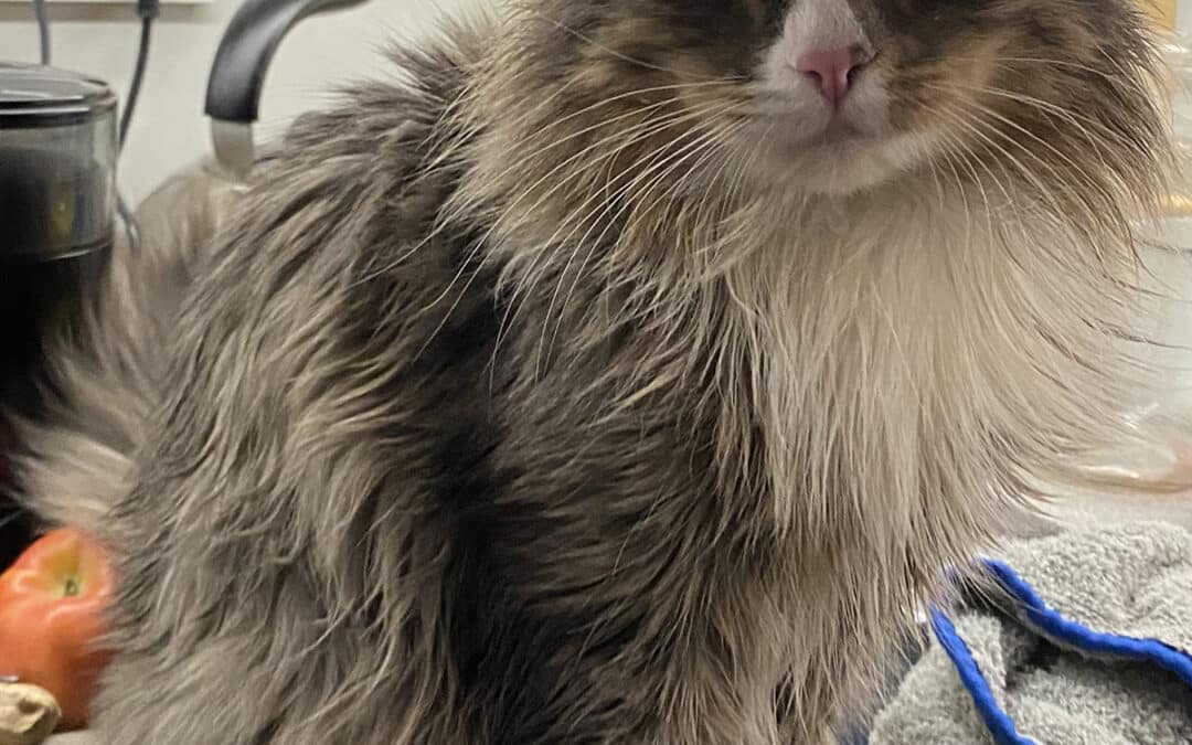 Bobby – vom damaligen Nachbarn