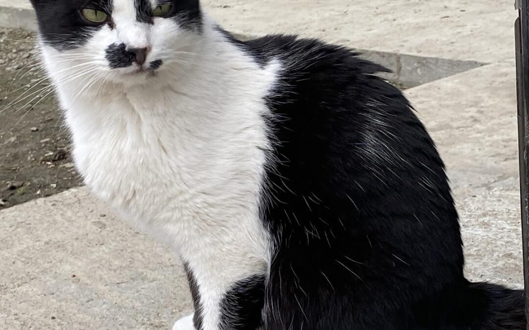 Chichia – aus dem alten Dorf