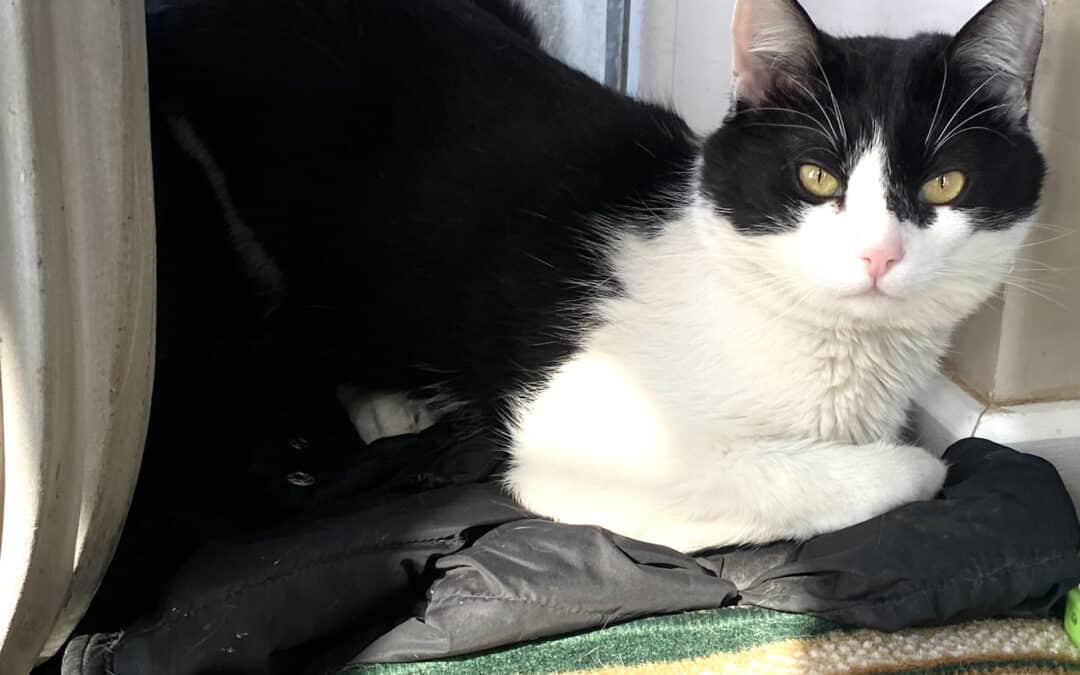 Desy – aus dem alten Dorf