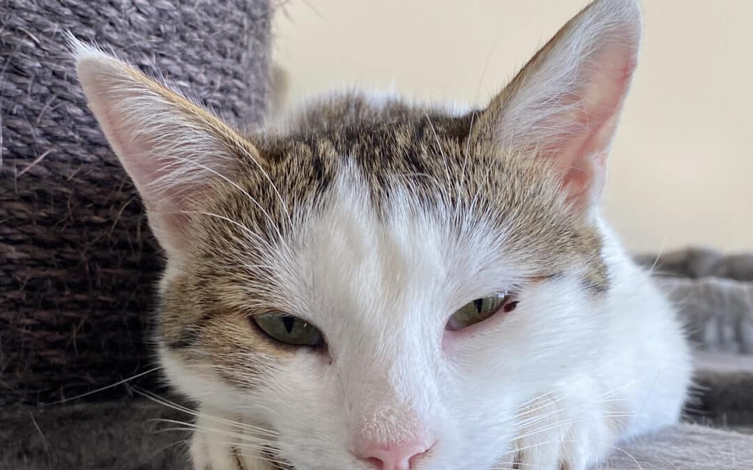 Elisa – aus dem alten Dorf