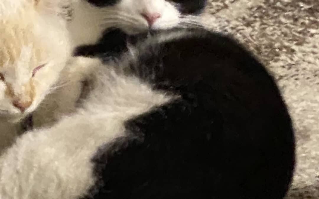 Felix – aus dem alten Dorf