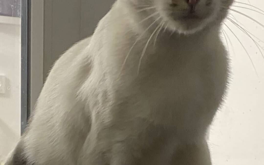 Flecki – ein kleiner Sonnenschein