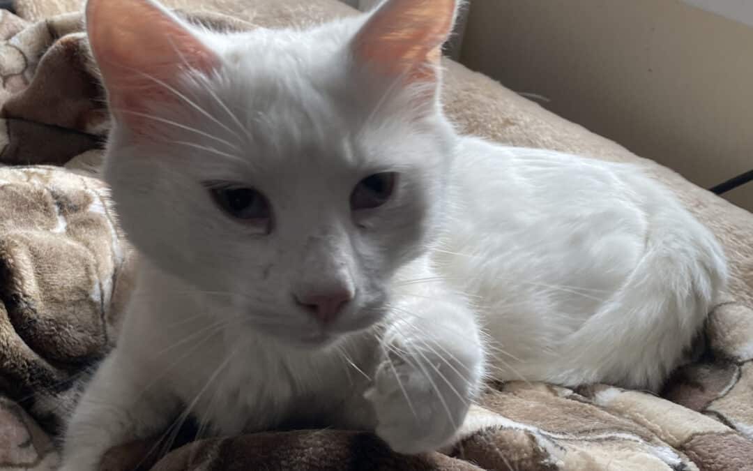 Flocki – In dem behelfsmäßigen Elternhaus