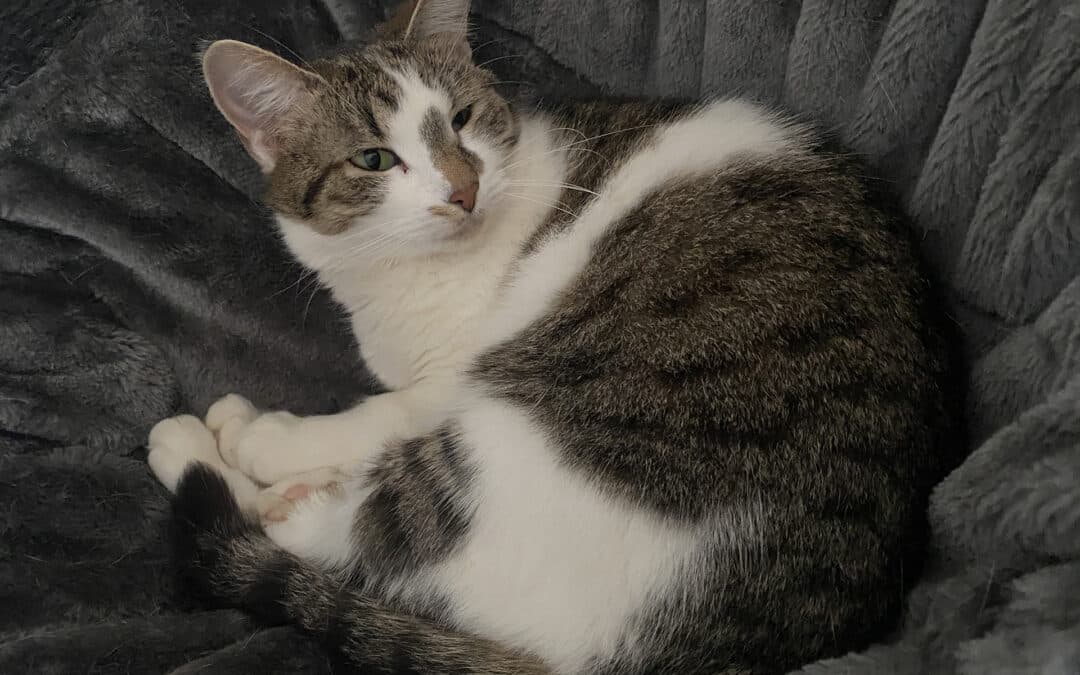 Flöhchen – aus dem alten Dorf