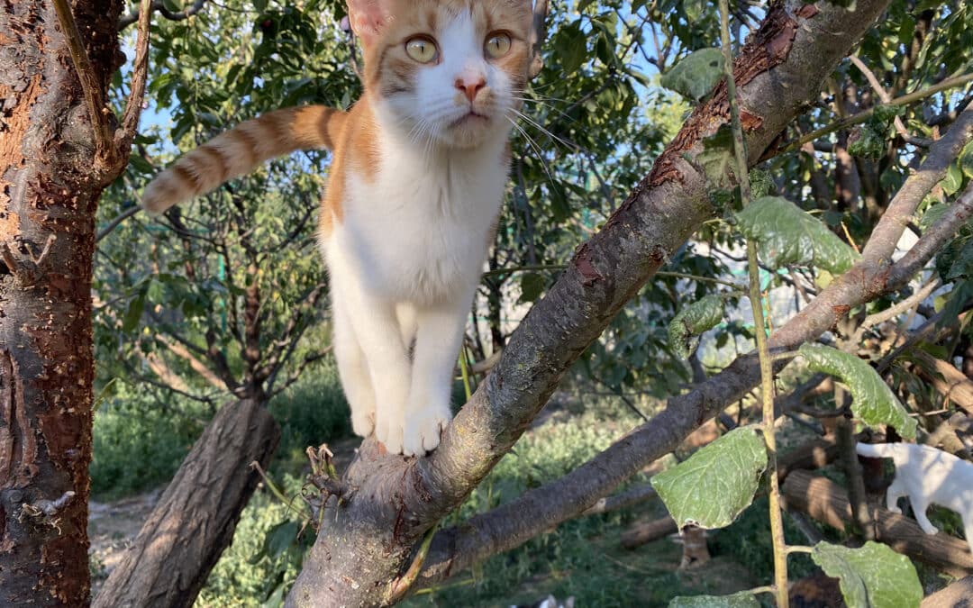 Foxy – aus dem alten Dorf