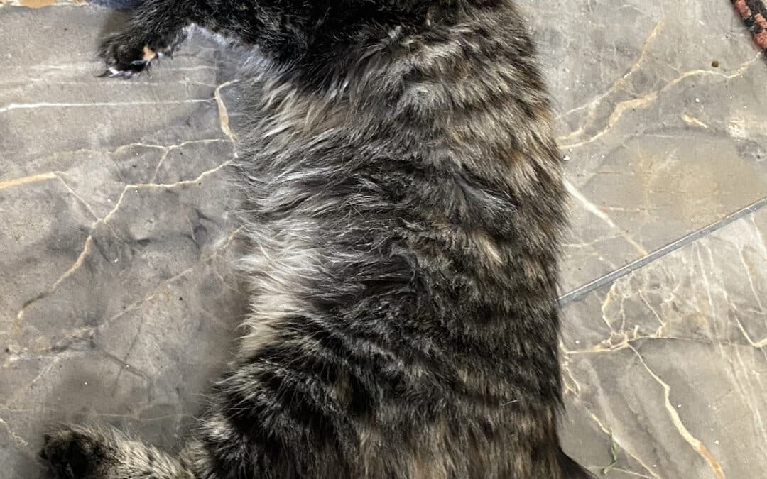 Gala – wollte gerne mitkommen