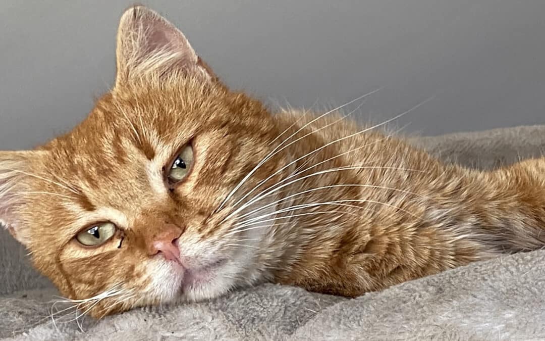 Garfi – ein typischer „Roter“