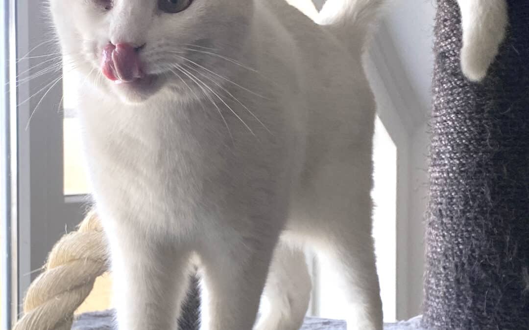 Glücki – aus dem alten Dorf