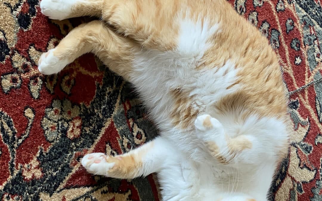 Hilly – auf der Müllhalde entsorgt