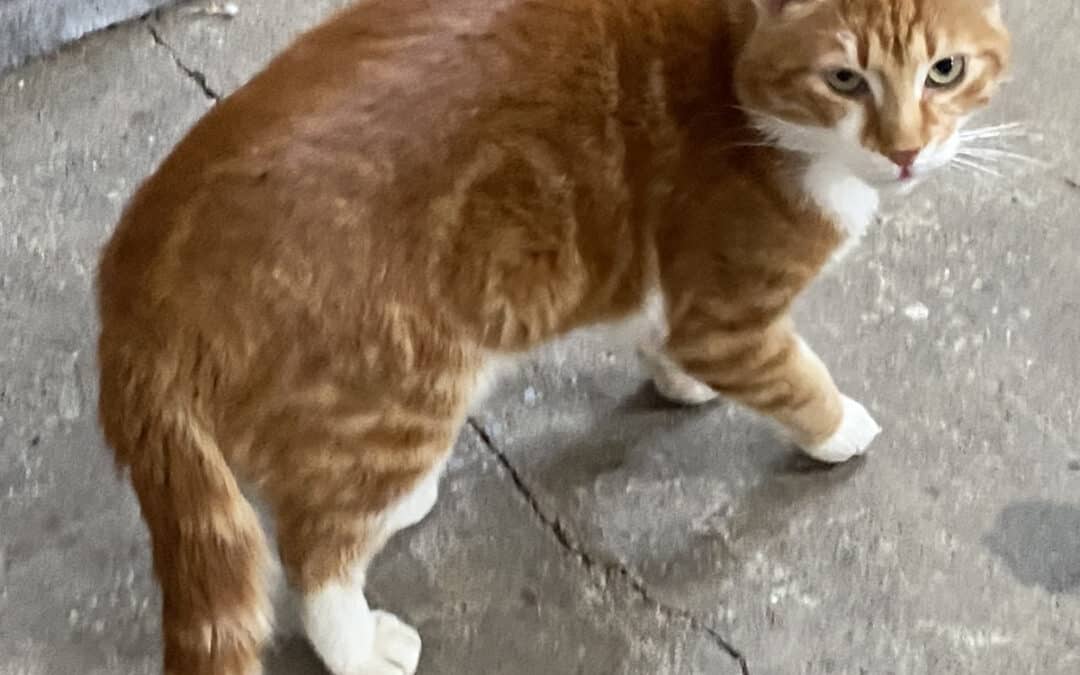 Kevin – aus dem alten Dorf