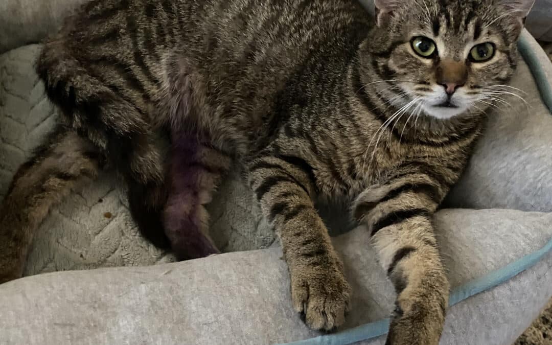 Kiki –  aus dem alten Dorf