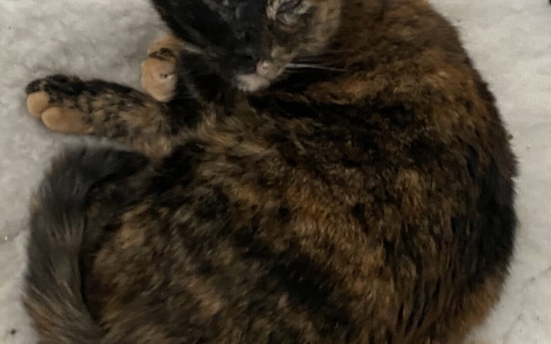 Kitty – aus dem Alten Dorf 