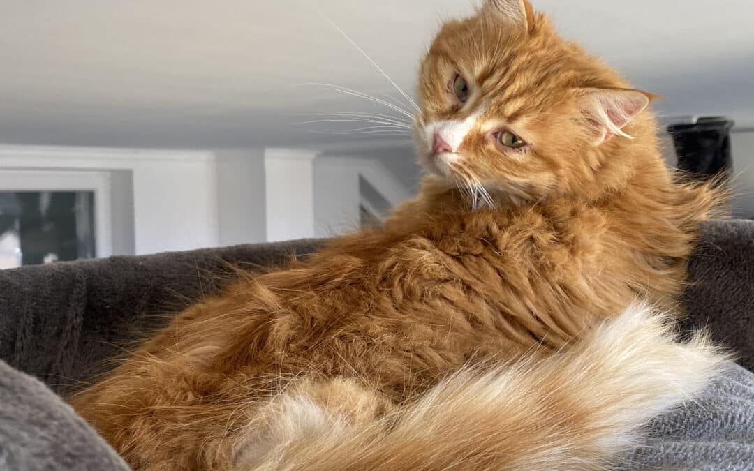 Knuffi – aus dem alten Dorf