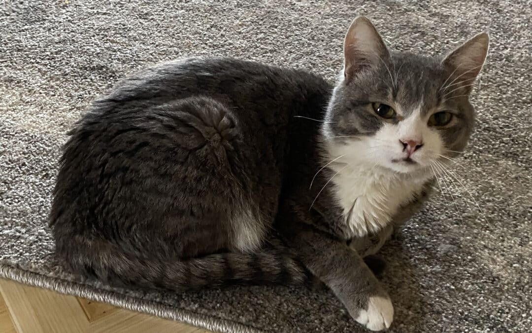 Kucki – aus dem alten Dorf