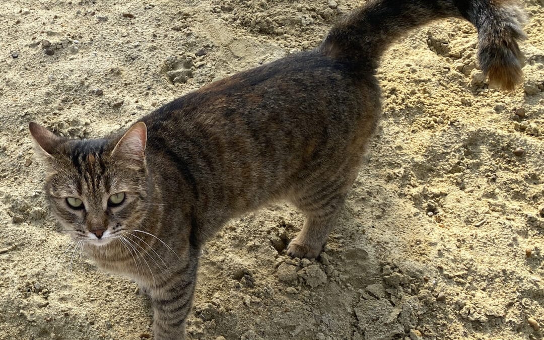 Leonchina – aus dem alten Dorf