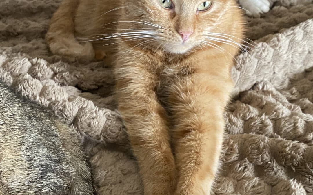 Leyla – aus dem alten Dorf