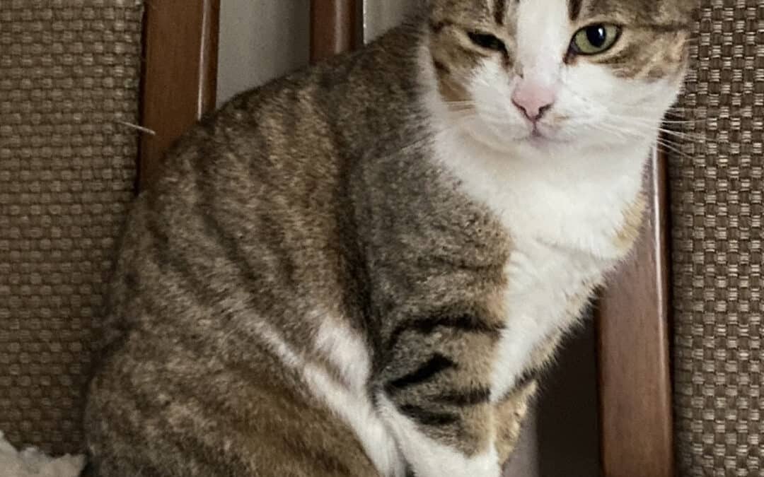 Lilia – wurde vom Boyfriend der Besitzerin verschmäht