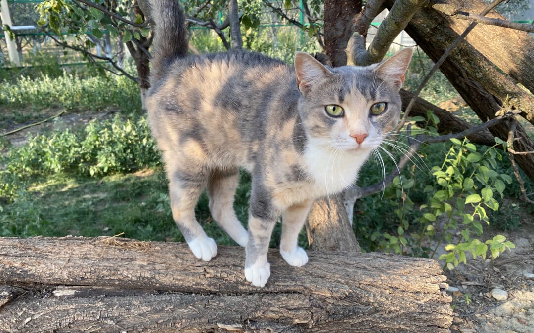 Lisa – aus dem alten Dorf