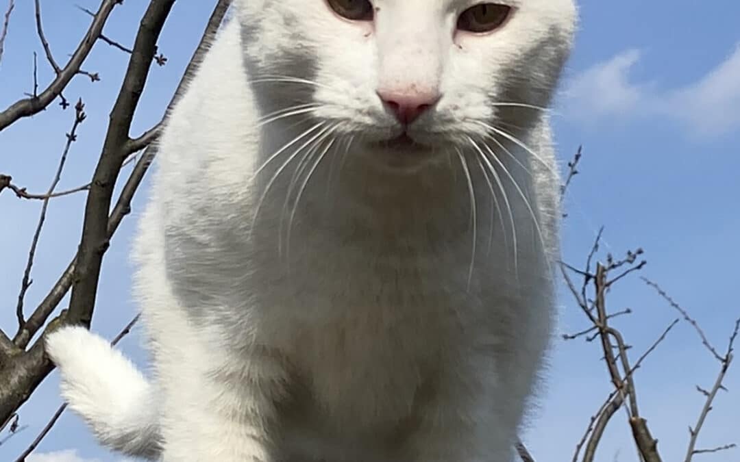 Luca – aus dem alten Dorf