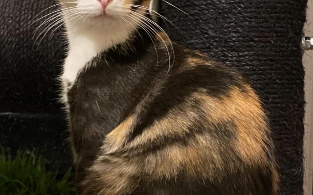 Luni – Mit Luni fing es an