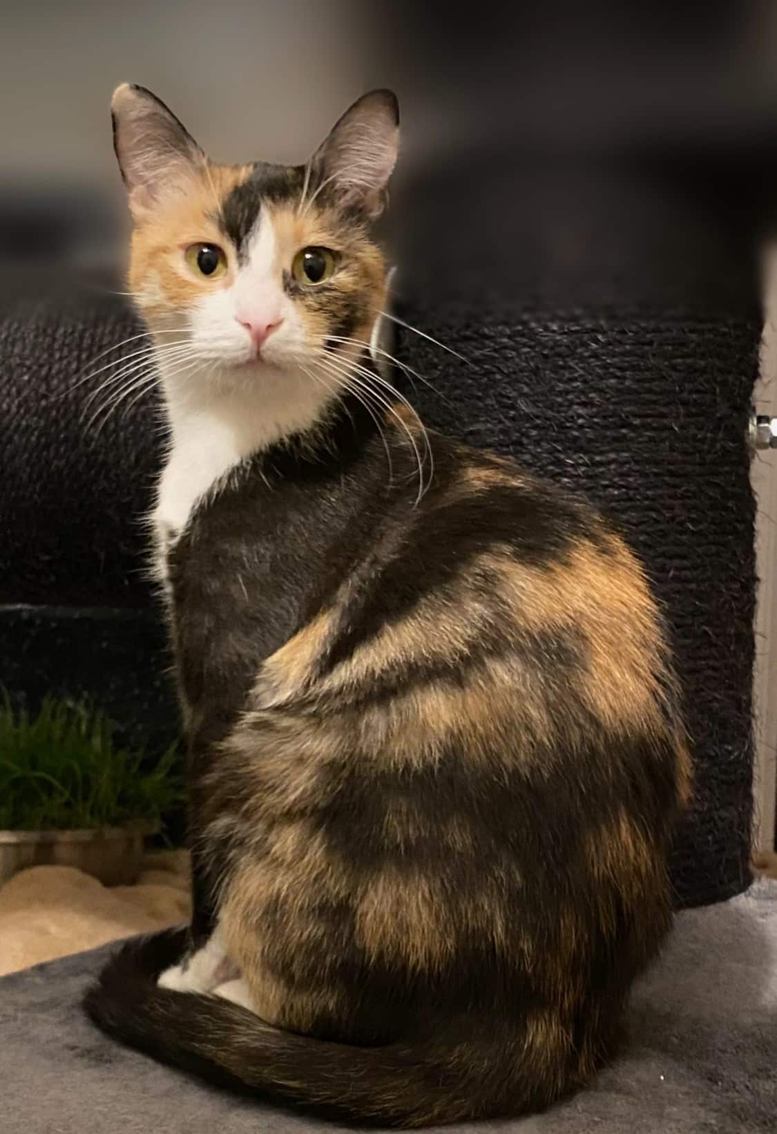 Luni – Mit Luni fing es an