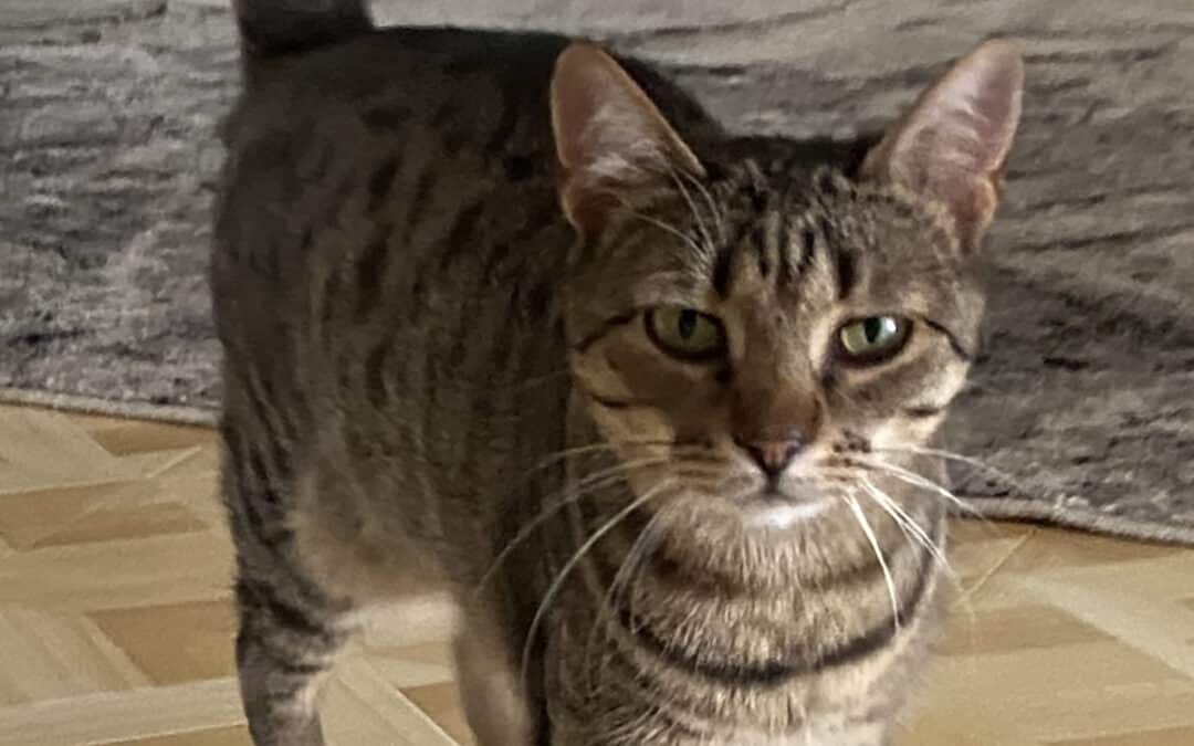 Mary – aus dem alten Dorf