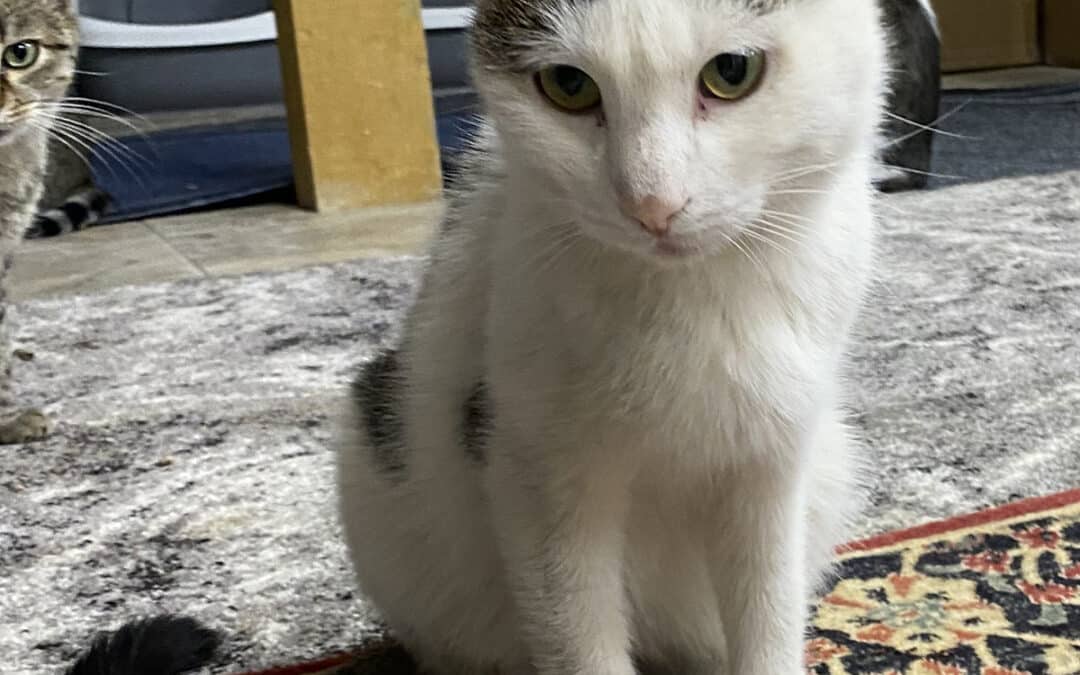 Mischa – wurde angeblich nicht „gebraucht“