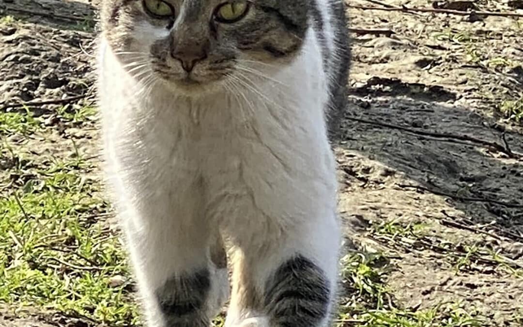 Mixi – tauchte an der neuen Halle auf