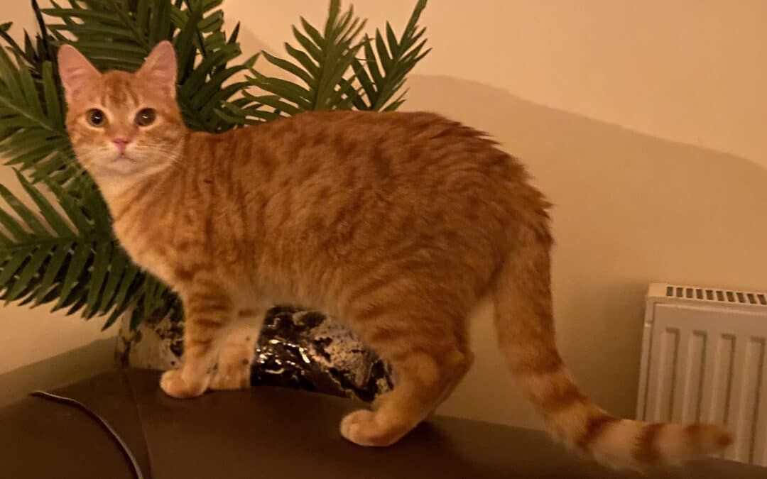 Molli – wollte nach England