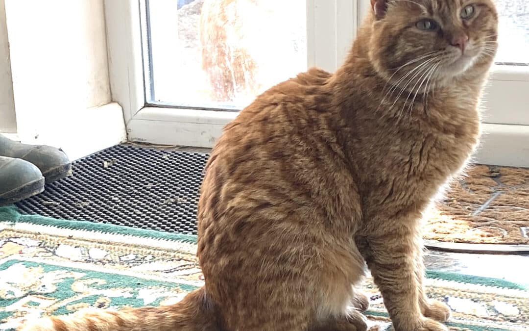 Mucki – aus dem alten Dorf