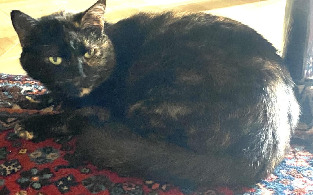 Nelly – aus dem alten Dorf 