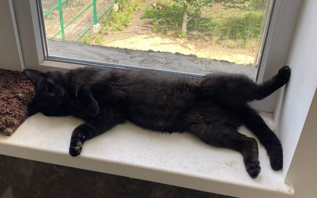 Nero – aus dem alten Dorf