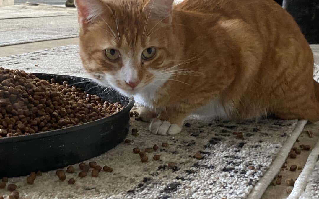 Nino – aus dem alten Dorf