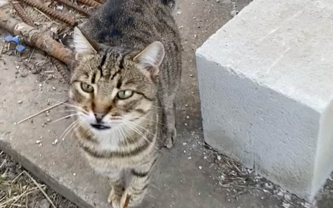 Pfoti – immer in Schonhaltung unterwegs