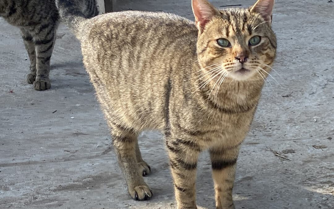 Prinzi – der an der Halle auftauchte