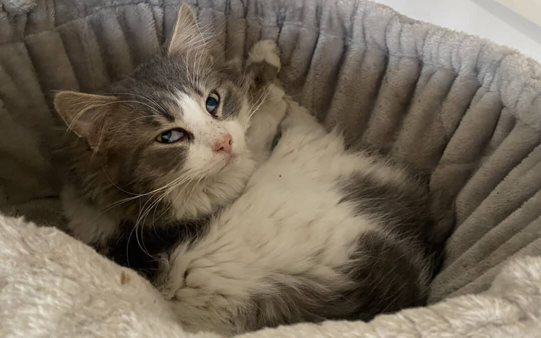 Puffy – aus dem alten Dorf