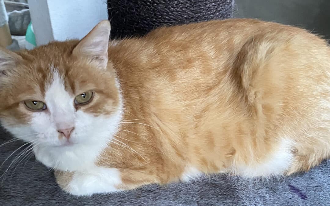 Regina – beim Tierarzt ausgesetzt