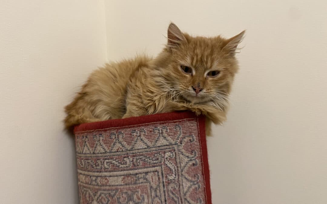 Reshek – ein „Kleiner“