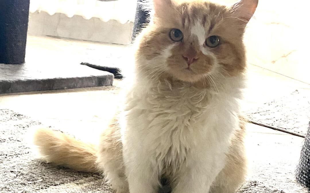 Roshuk Long – zwischen den Wohnblocks der Stadt