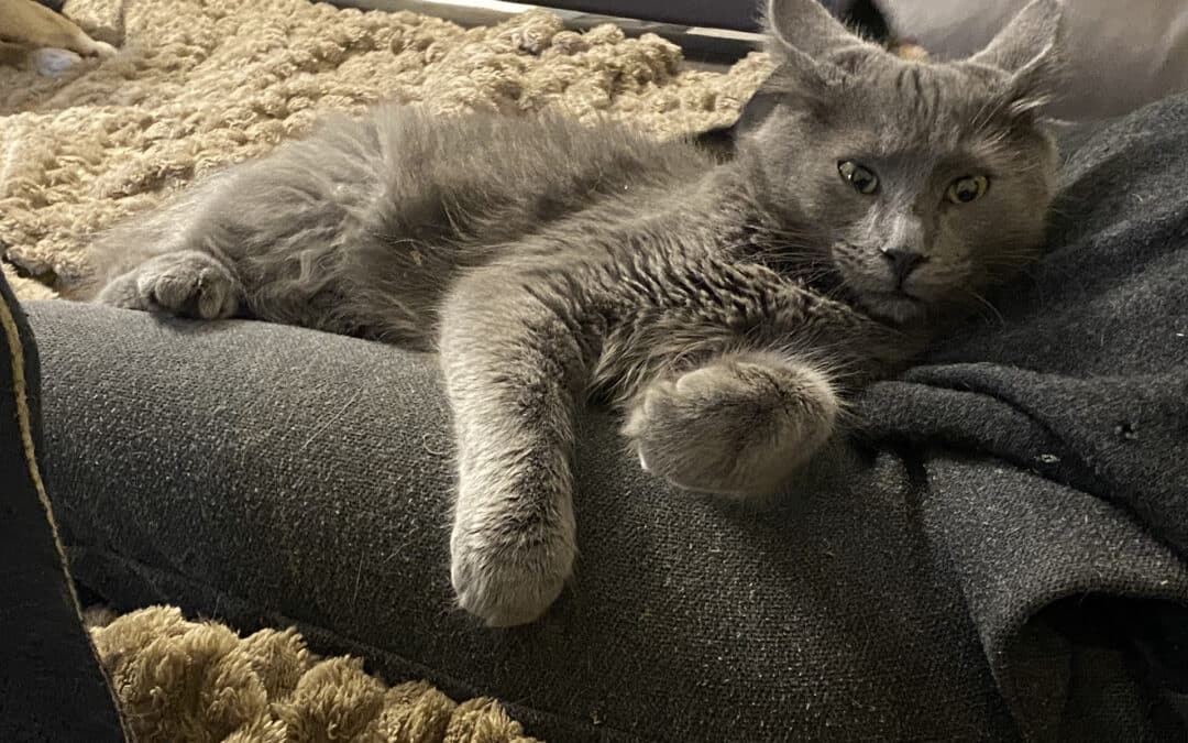 Rosu grau – neben einer Mülltonne an einer Tankstelle ausgesetzt