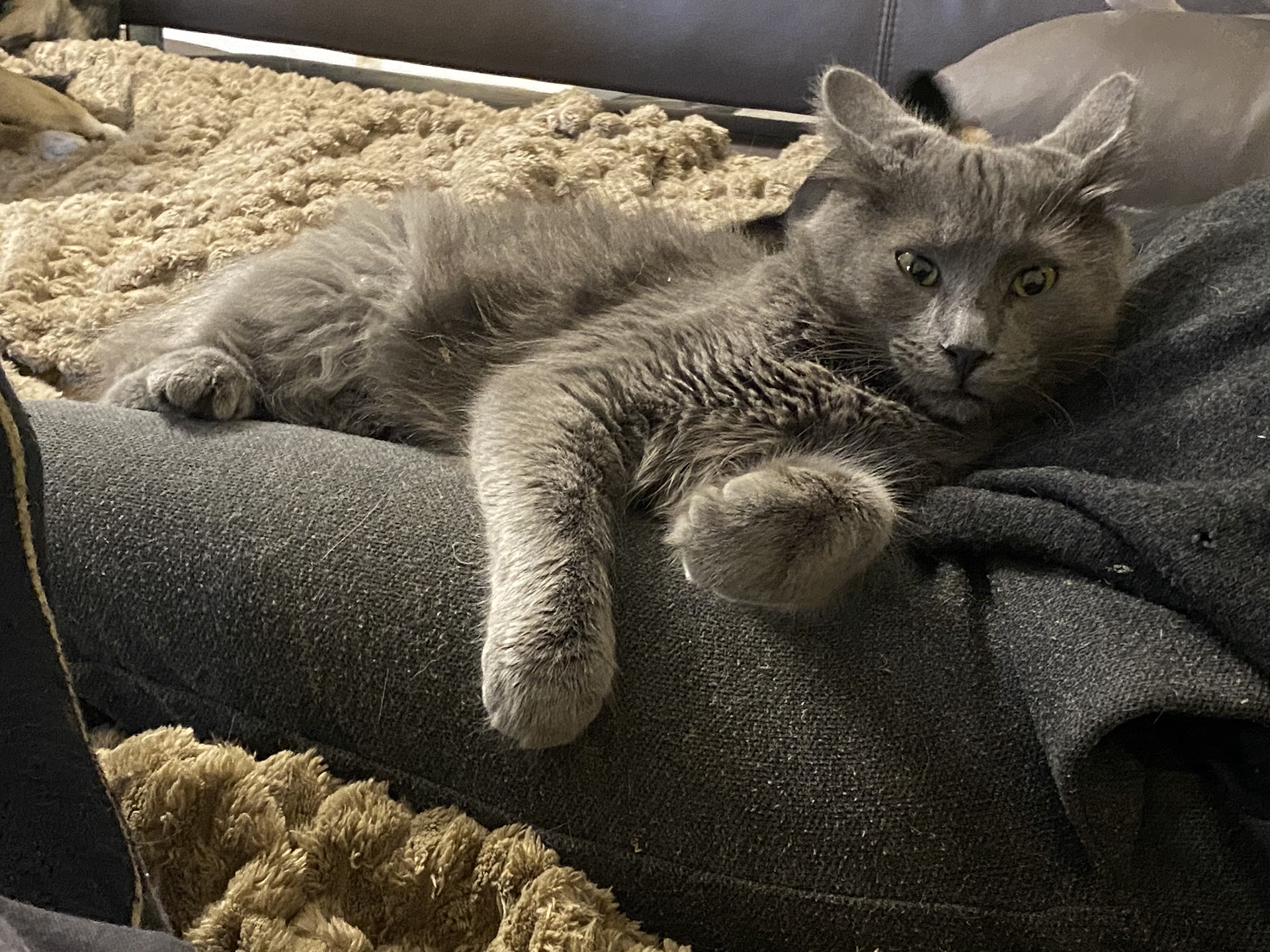 Rosu klein grau Rosu