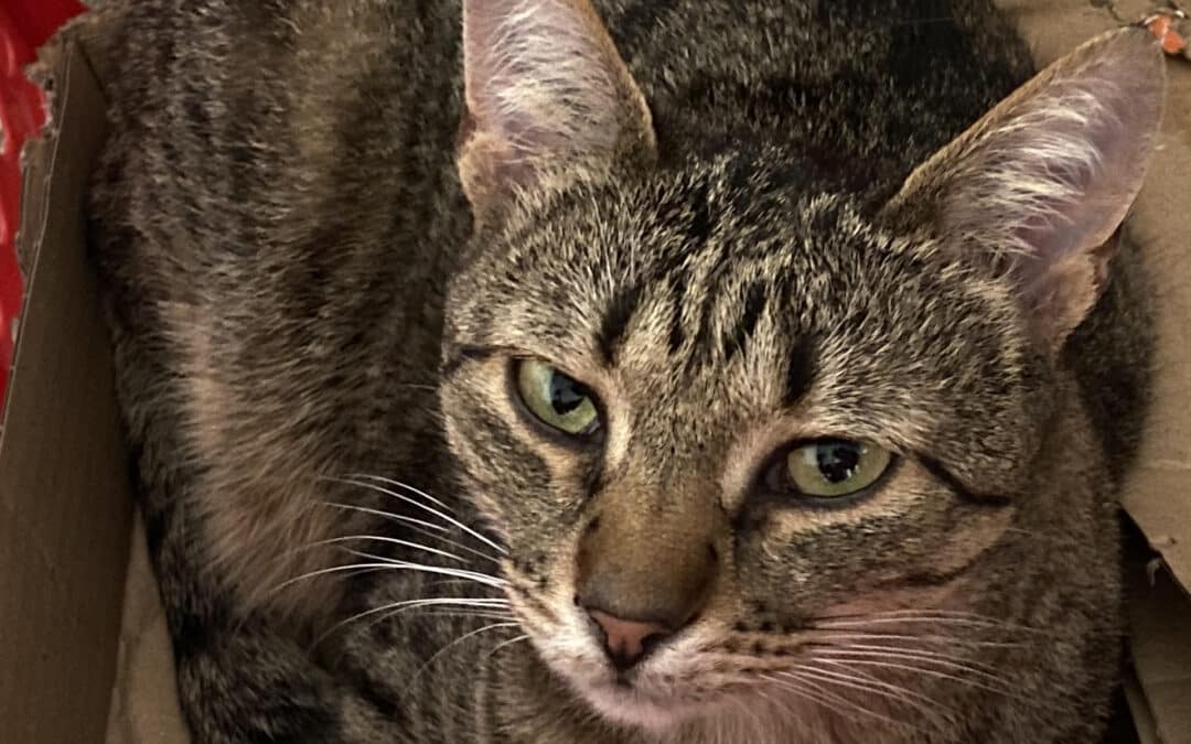 Sera – aus dem alten Dorf