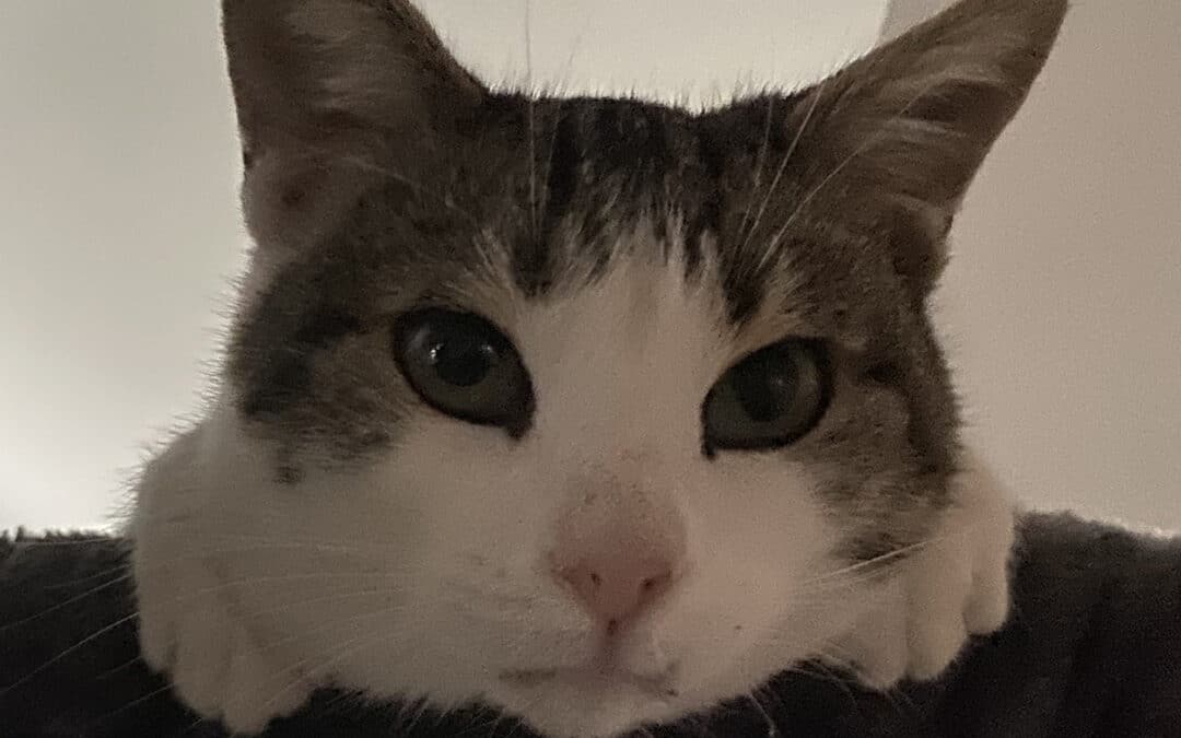 Softy – strich auf der Terasse eines Restaurants um die Tische