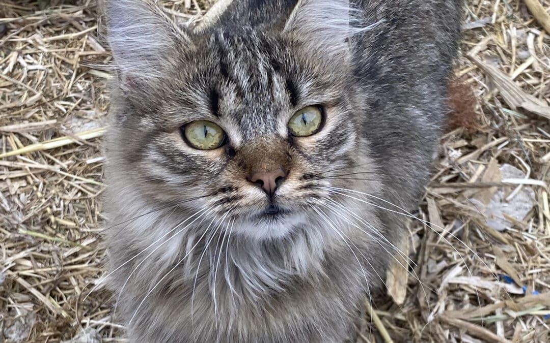 Tarkusha – aus dem Niemandsland