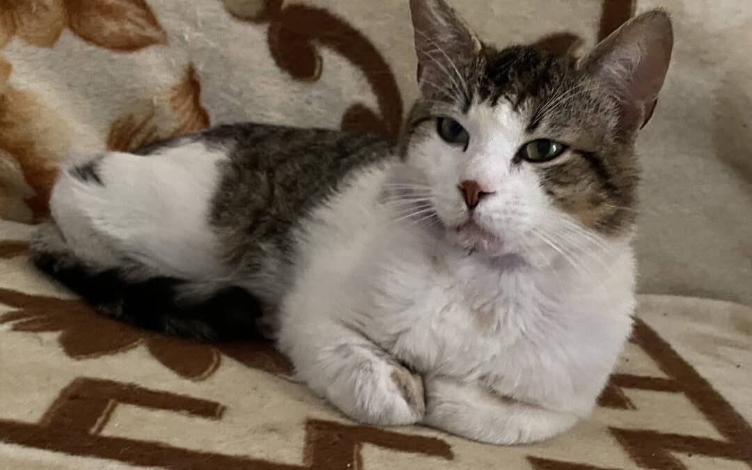 Theo – aus dem alten Dorf