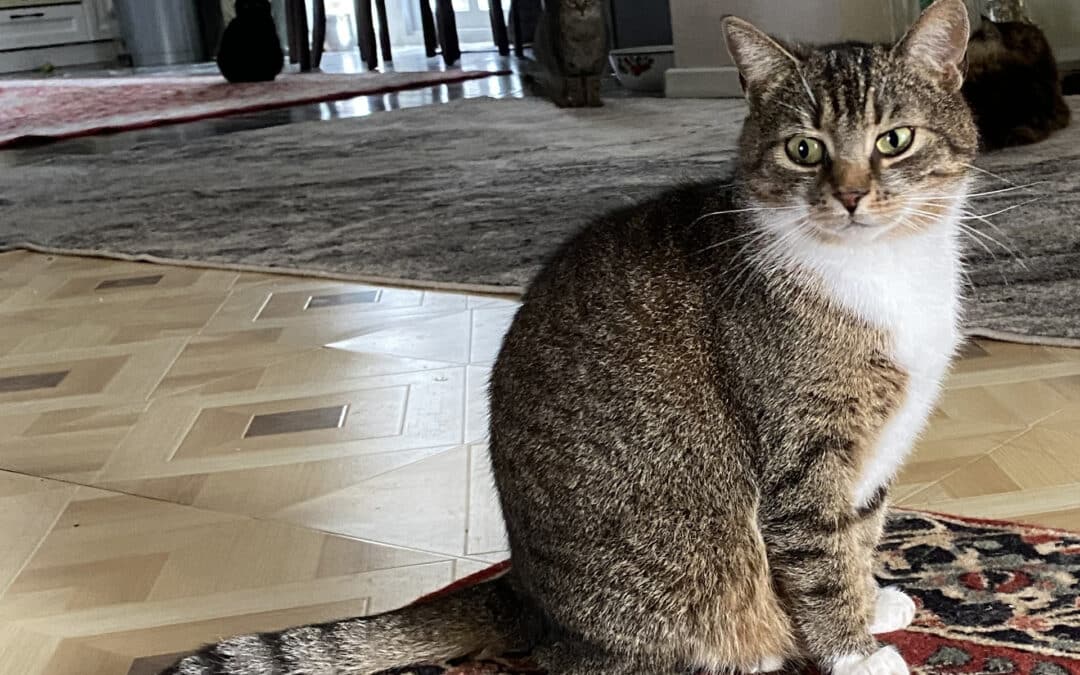 Tigriza – aus dem alten Dorf